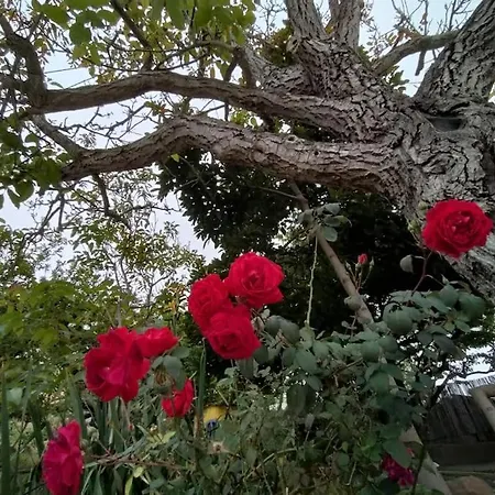 Casa Nogal Σπίτι διακοπών La Matanza De Acentejo